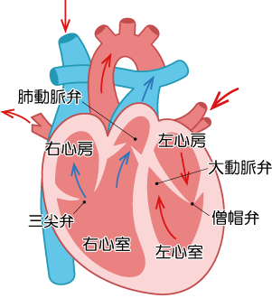 循環器内科心臓イラスト